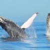 Punta Cana / Cap Cana: Excursion Whale Watching + Cayo Levantado  (Private Tour ) - Image 11