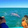 Excursion Whale Watching Samaná Bay + Caño Hondo + Los Haitises  from Samaná port - Image 17