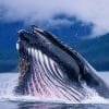 Punta Cana / Cap Cana: Excursion Whale Watching + Cayo Levantado  (Private Tour ) - Image 14