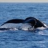 Punta Cana / Cap Cana: Excursion Whale Watching + Cayo Levantado  (Private Tour ) - Image 15