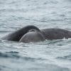 Excursion Whale Watching Samaná Bay + Caño Hondo + Los Haitises  from Samaná port - Image 6