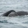 Excursion Whale Watching Samana Bay + Cano Hondo + Los Haitises  from Samana port - obrazek 6