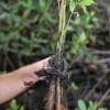 Mangroves Reforestation in Los Haitises With Locals on Kayak - imagine 20