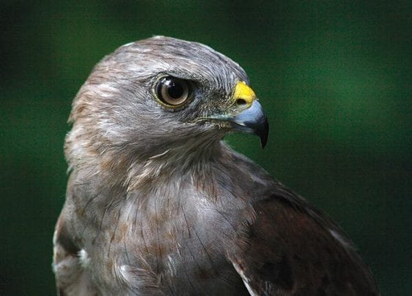 Birdwatching Punta Cana - Excursii de observare a păsărilor din Punta Cana către Parcul Național Los Haitises