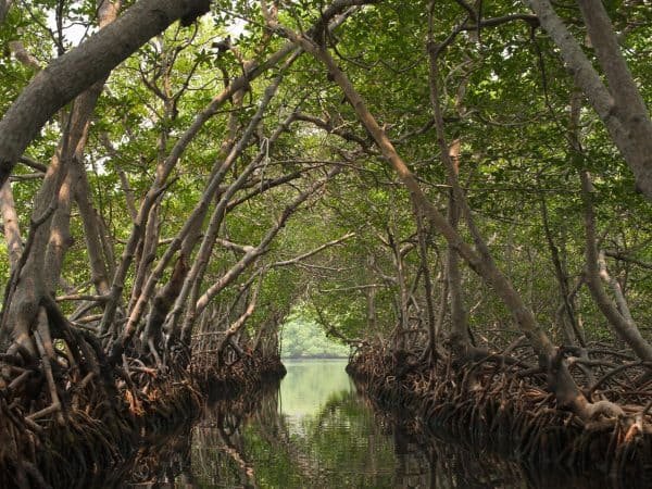 Los Haitises nacionālais parks + pusdienas restorānā Caño Hondo no Sabana de la Mar